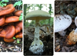 الفطر بعد المطر ــــــــــ زيادة عدد حالات التسمم نتيجة تناول الفطر البري