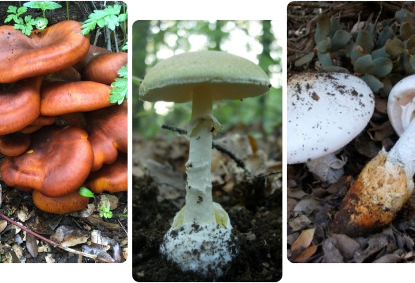 الفطر بعد المطر ــــــــــ زيادة عدد حالات التسمم نتيجة تناول الفطر البري